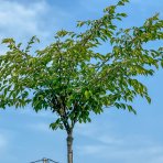 Čerešňa okrasná (Prunus serrulata) ´ACCOLADE´ - 200-250 cm, obvod kmeňa 12/14 cm, kont. C35L